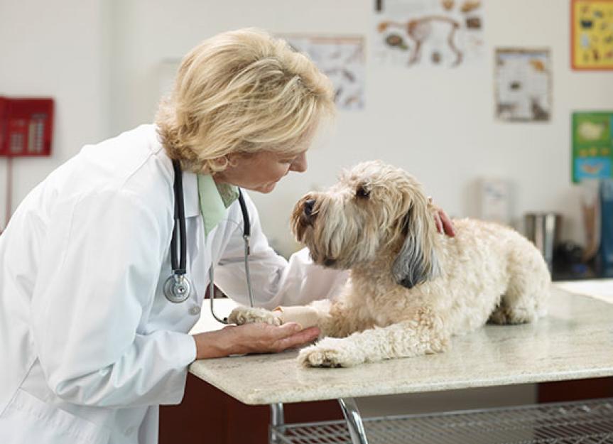 使用新颖的疗法来治疗淋巴瘤的一只狗