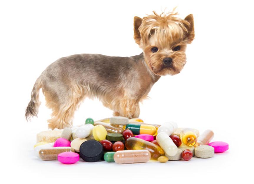 medication travel dogs