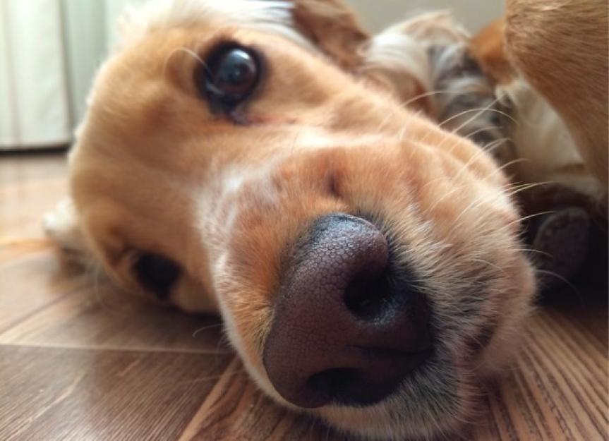 8 Dog Nose Facts You Probably Didn t Know PetMD