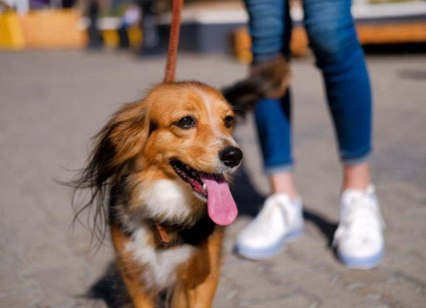 Are Heartworms Contagious in Dogs?
