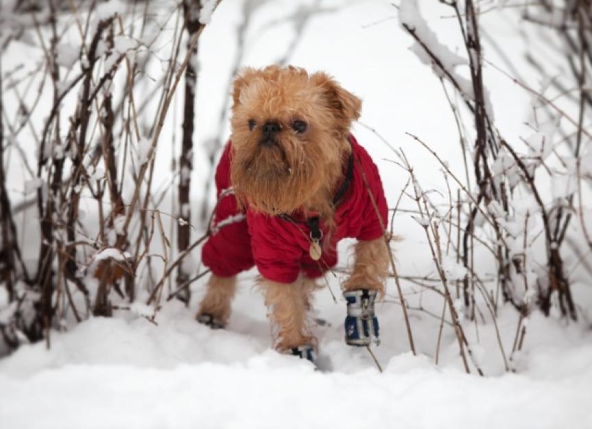does my dog need a coat in cold weather