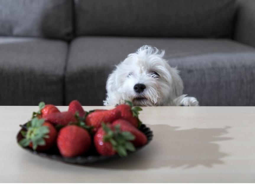 Можно ли давать собаке яблоки. Собака ест клубнику. Можно ли собакам клубнику.