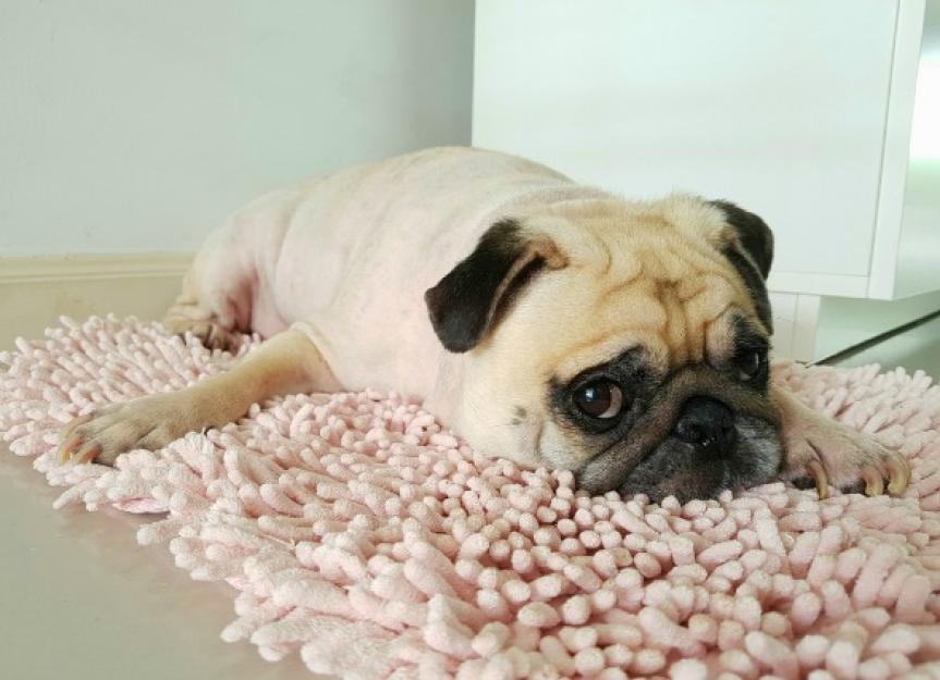 Can You Give a Dog Pepto Bismol? - PetMD