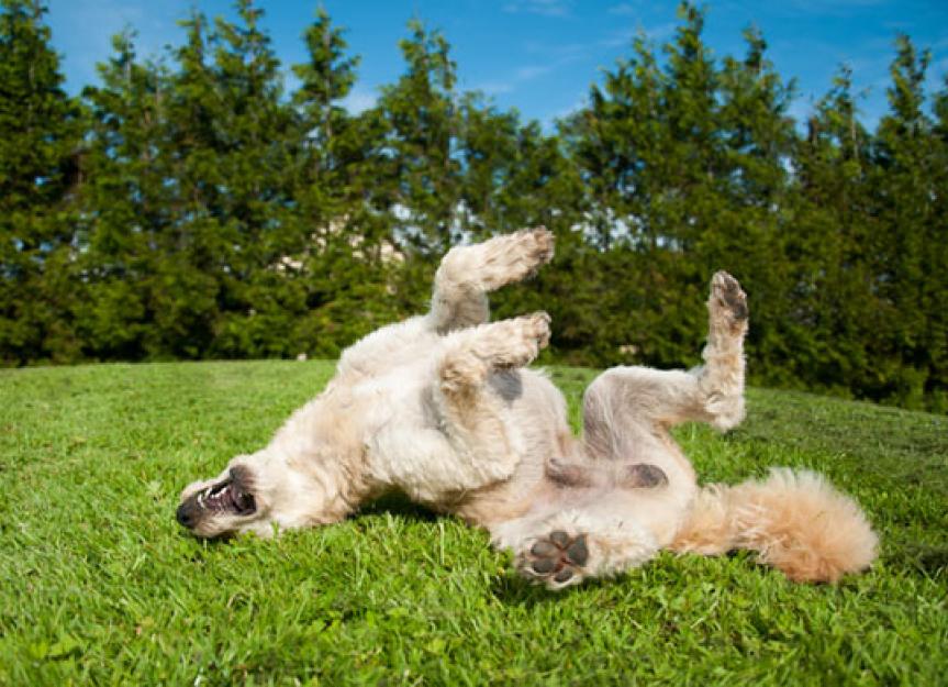 Dog Scratching? Here's How Pet Food Can Help