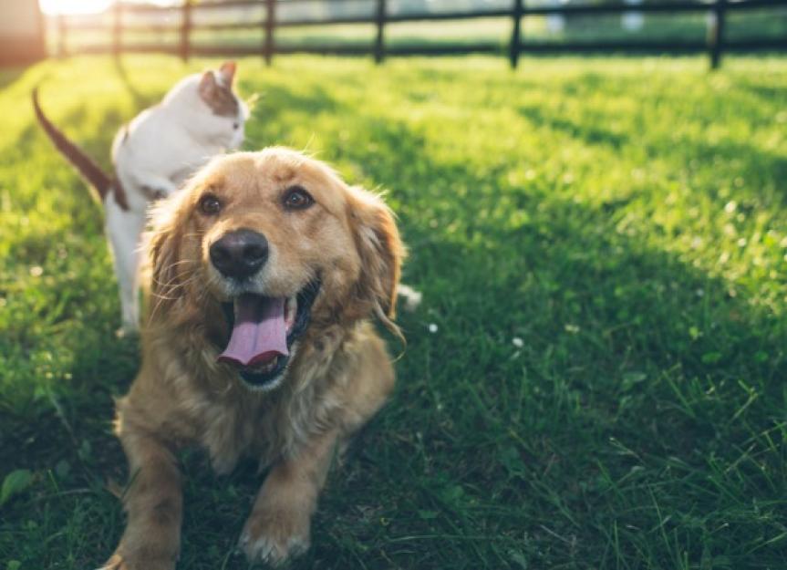 Why You Need to Stay Current on Flea, Tick, and Heartworm Protection