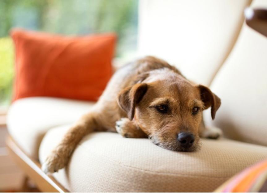 如何判断你的狗是否发烧，该怎么做