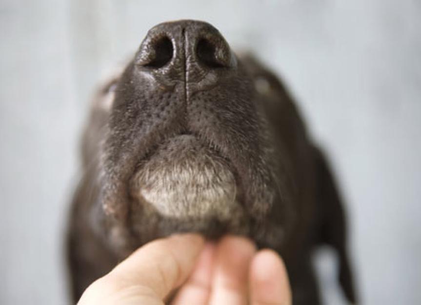 Caring for Senior Dogs Dealing with Older Dog Health Problems PetMD