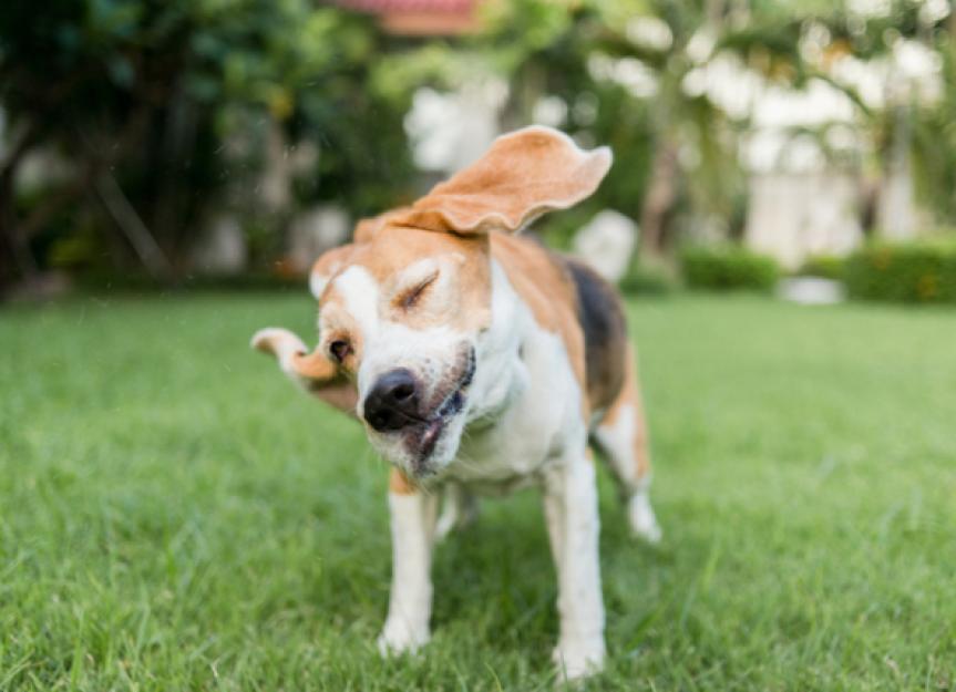 Why Do Dogs Shake Their Head? | PetMD