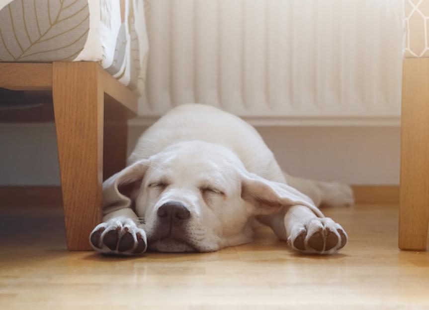 4 Sleep Disorders in Dogs PetMD