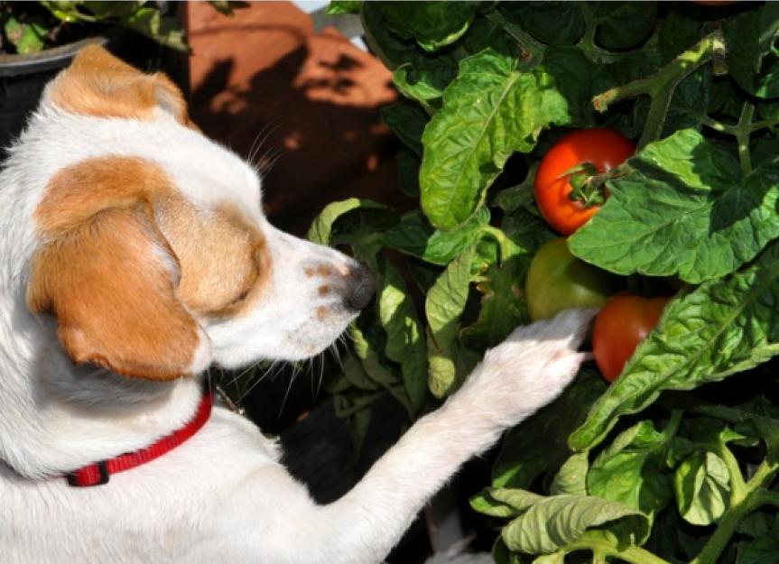 can dogs eat cooked tomatoes