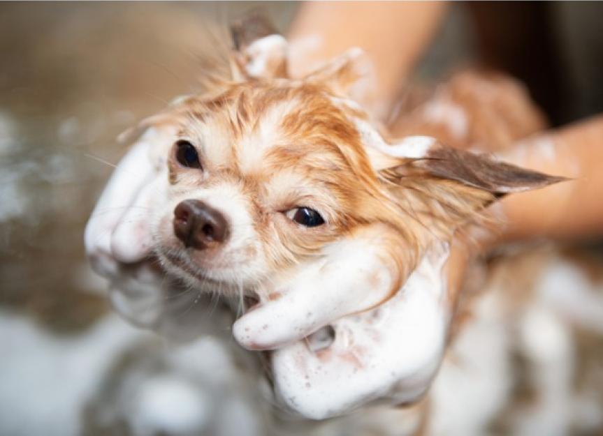 is a bar of soap bad for dogs