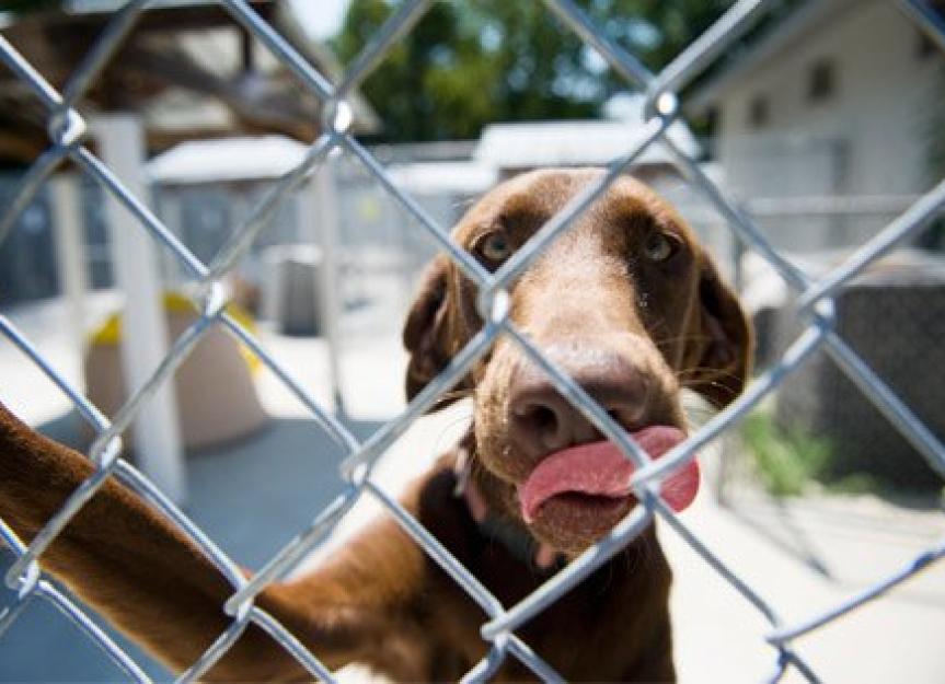 10 Common Myths About Animal Shelters Debunked