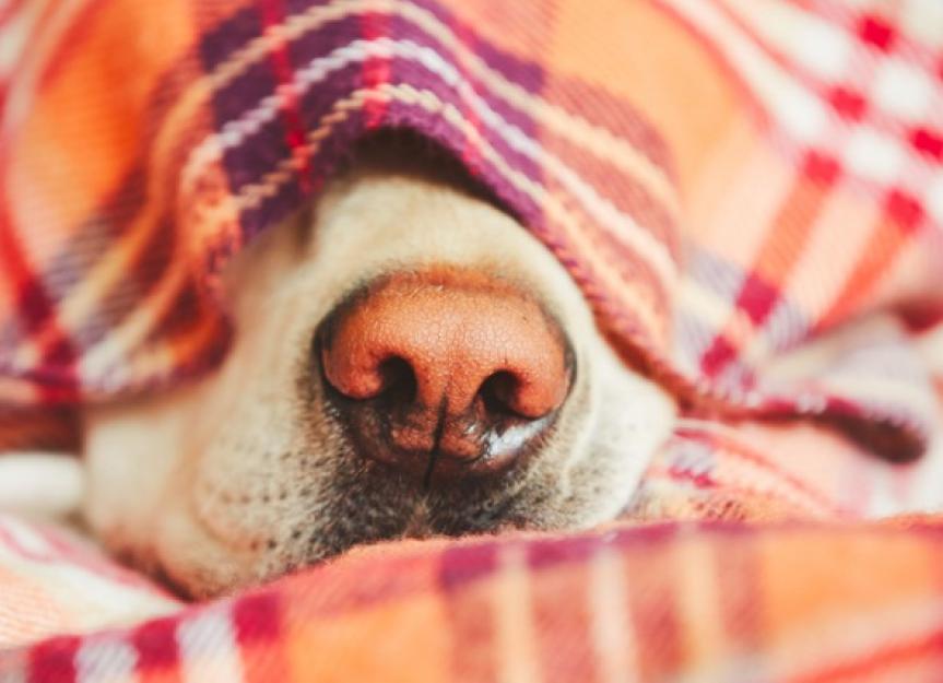 What is Dog Snow Nose and What Can You Do About it? PetMD
