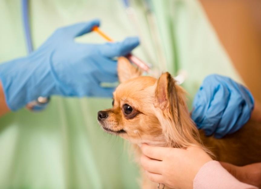 Dog Vaccination Schedule: Which Shots Do Dogs and Puppies Need?