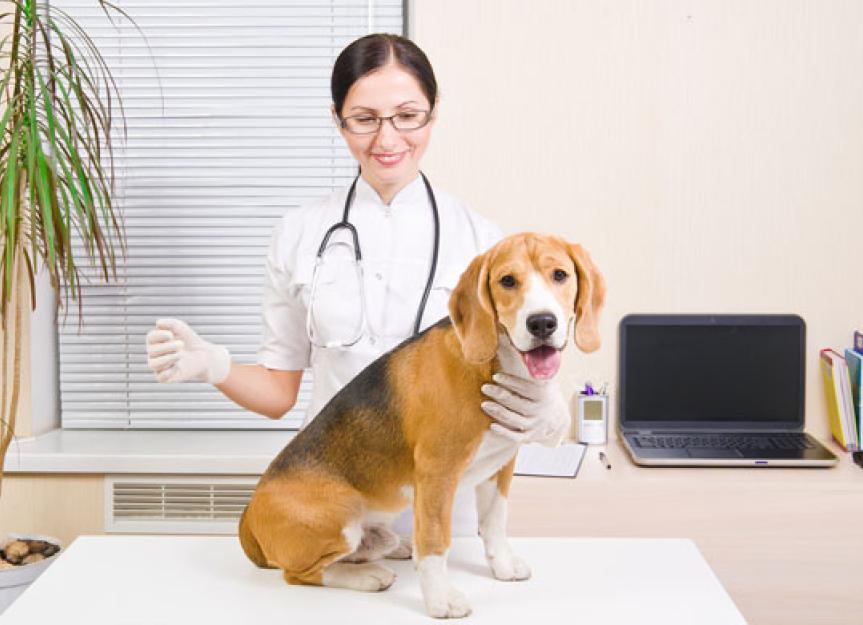 5 Common Dog Illnesses that are Impacted by Nutrition