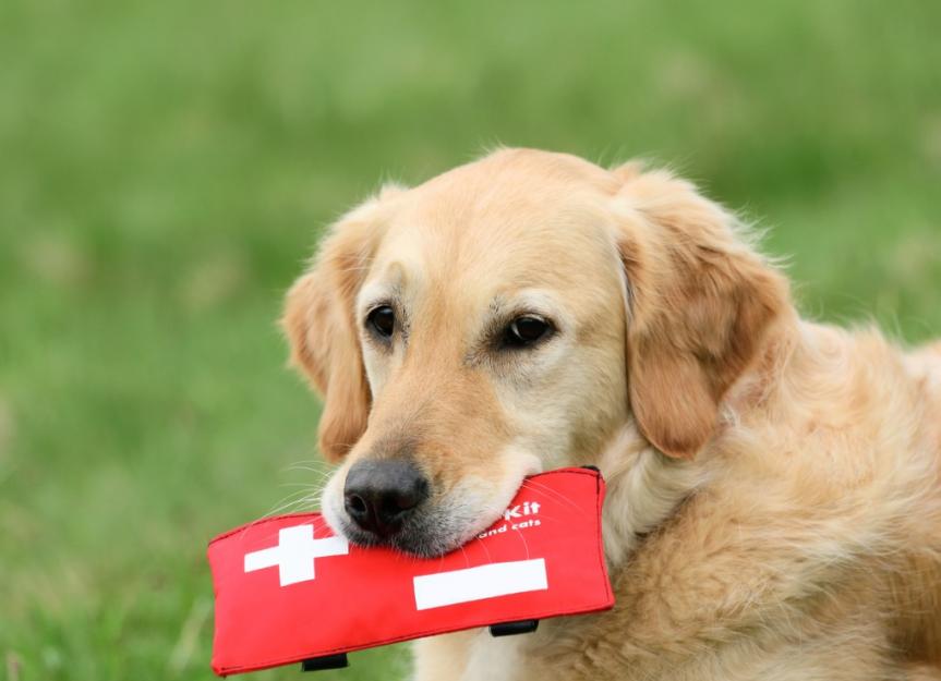 Dog Thermometer  The Most Important Tool in Your Pet First Aid Kit
