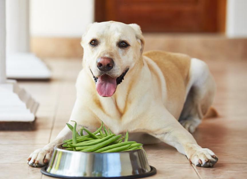 Can Dogs Eat String Beans