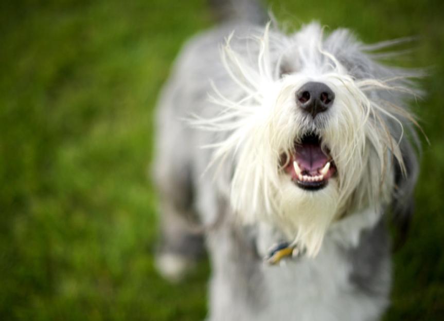 5 Reasons Your Dog Won't Stop Barking | PetMD