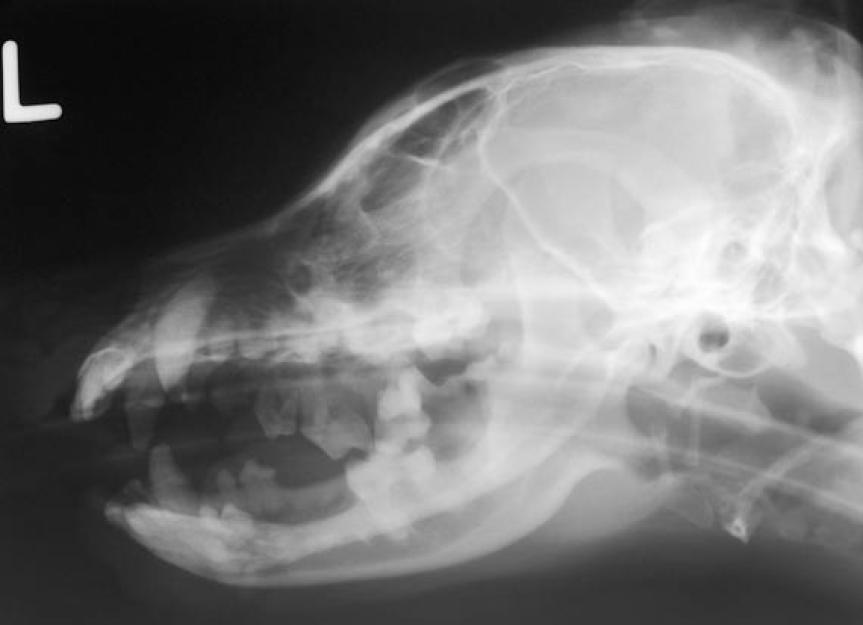 How Are Brain Tumors Diagnosed and Treated in Pets? | PetMD