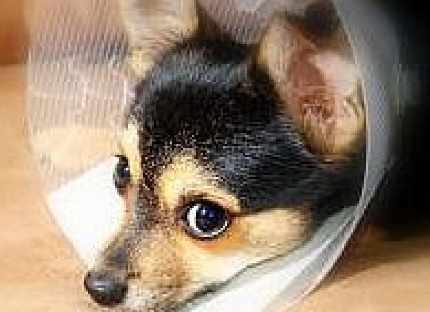 My top 10 solutions for post-surgical complications in pets