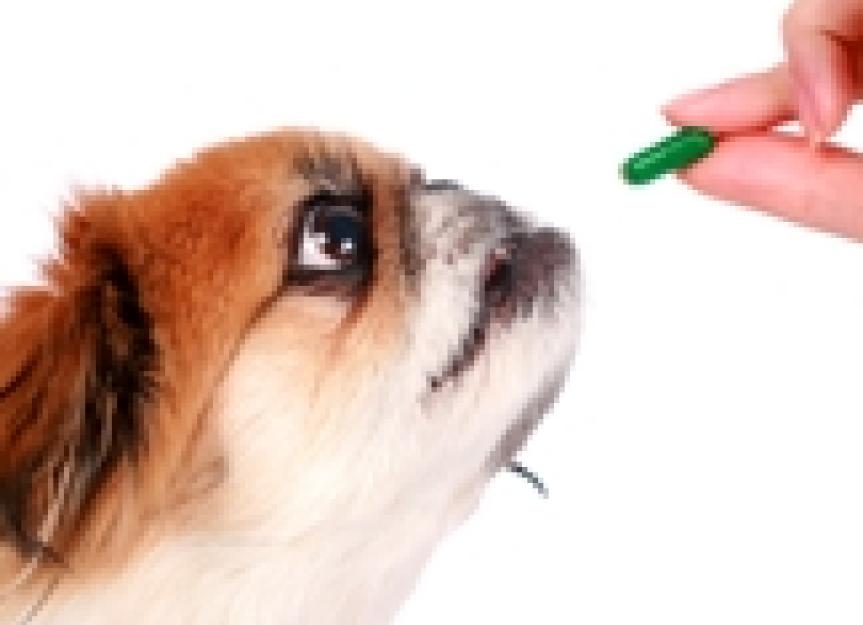 Do Dogs Need Daily Multivitamin Supplements?