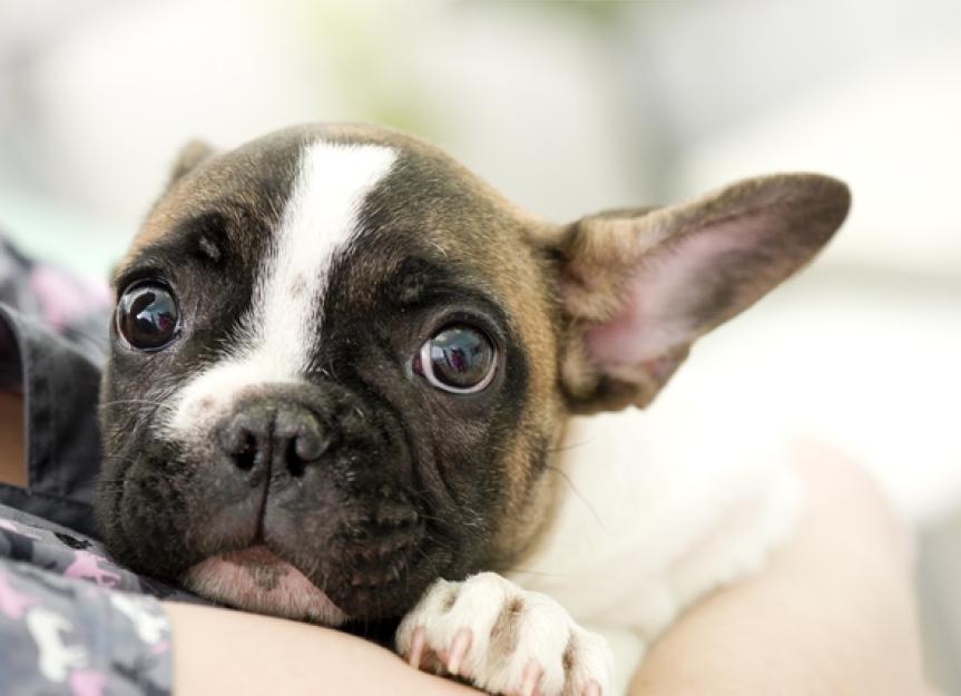 Nervous Dog? Your Behavior Might Be the Cause PetMD