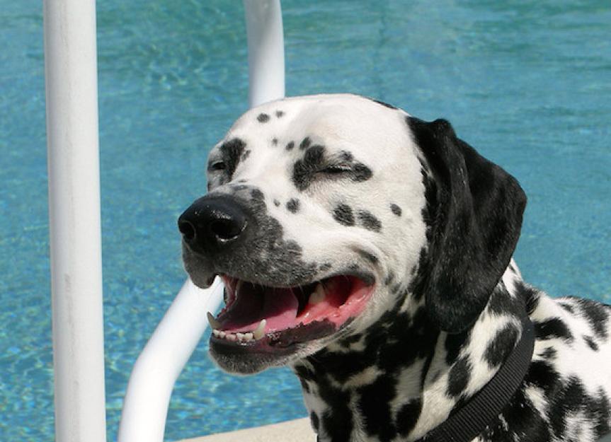 How the Dog Days Of Summer Put Your Pet's Health at Risk