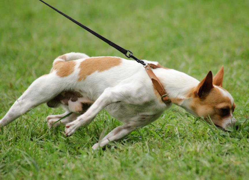 How to Stop Your Dog From Pulling on the Leash