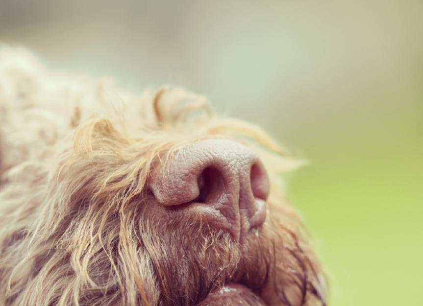 Why Is My Dog’s Nose Running? PetMD