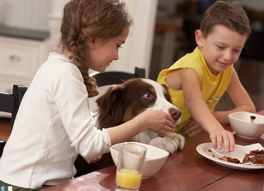 Is People Food Bad for Dogs? This Writer Says Yes PetMD