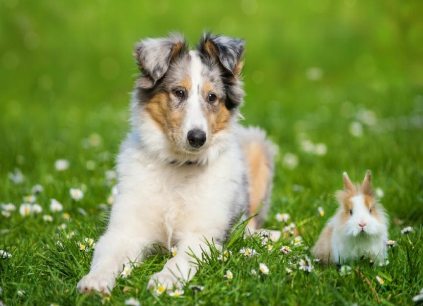 小动物能和狗一起生活吗?