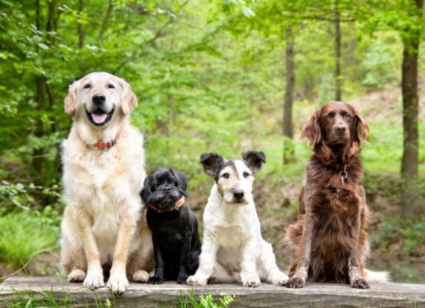Dog Health Issues: Do Mixed Breed Dogs Have an Advantage Over Purebred Dogs?