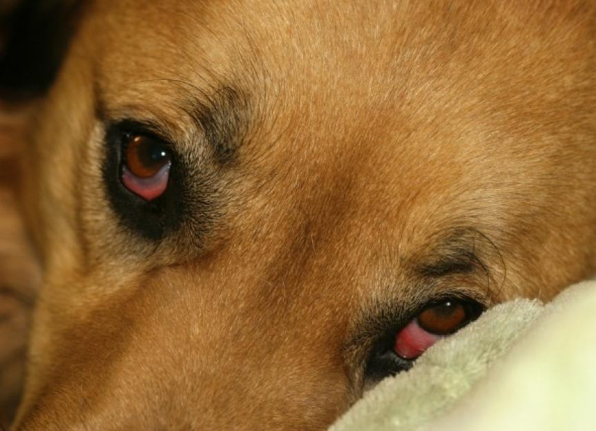 what causes dogs eyes to droop