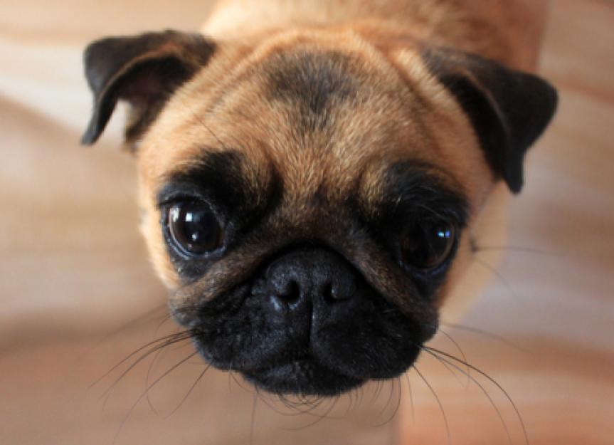 Is Dry Nose a Sign of Illness in Dogs?