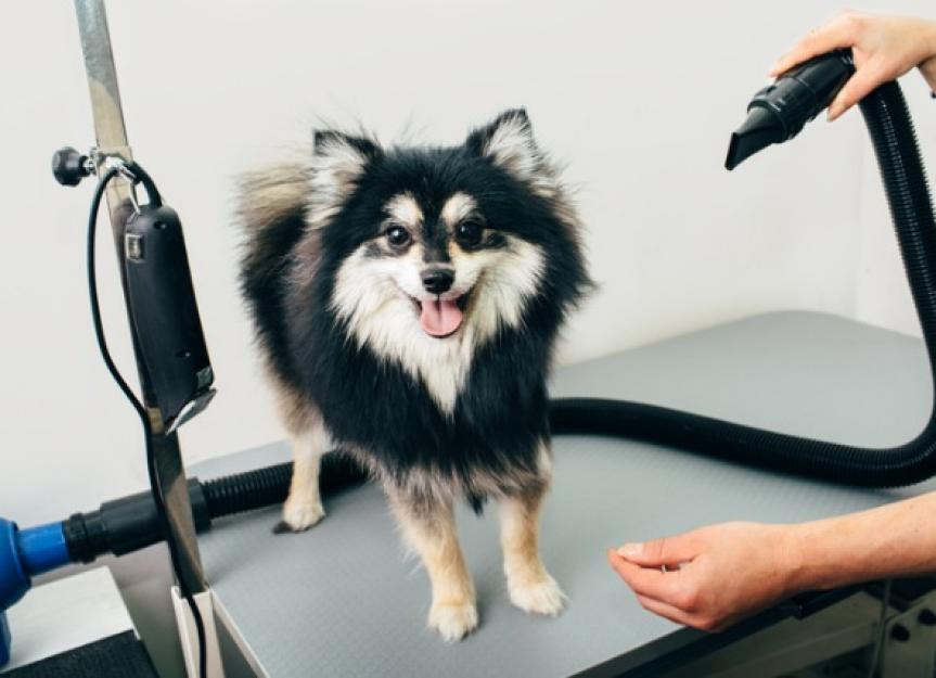 Tips for Getting Your Dog Comfortable with a Dog Dryer PetMD