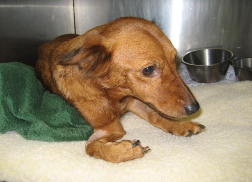 101年生病的小狗和严重的手术:肠套叠