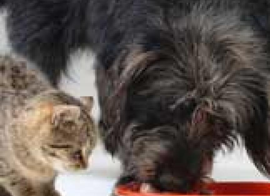 The Case for Wet Pet Food