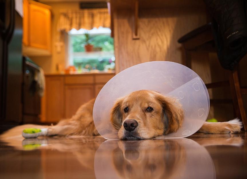 The Cone of Shame: Why E-Collars Get a Bad Rap (But Are So Important)