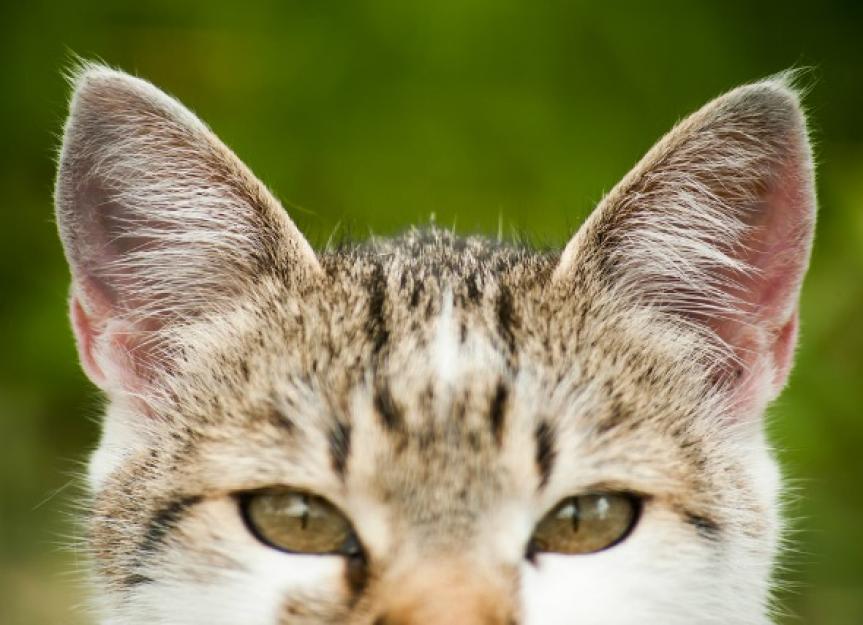 Ear Cancer in Cats