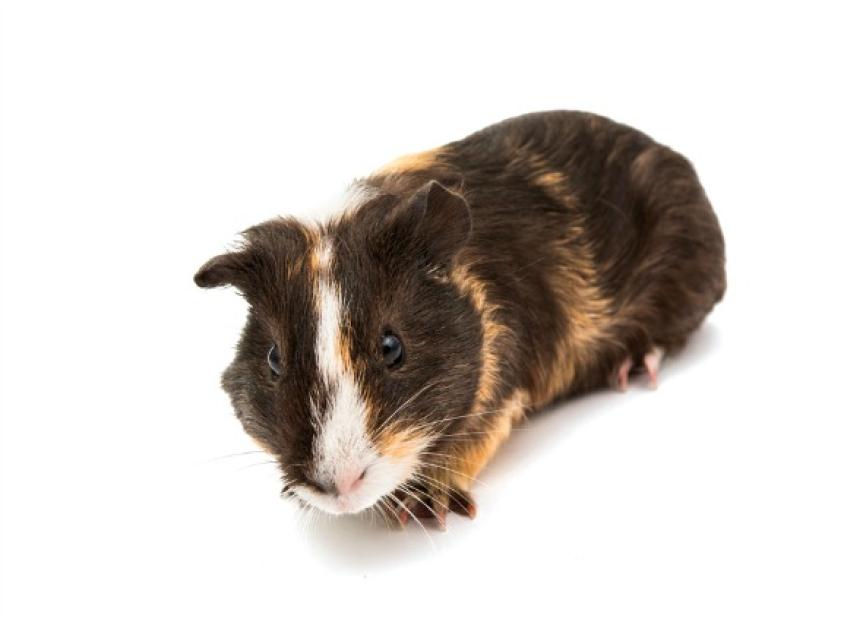 Ear Infections in Guinea Pigs PetMD