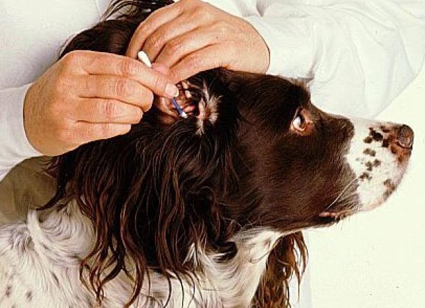 can dogs still hear after having an ear ablation