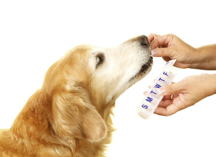 Behavioral Changes Associated With Glucocorticoid Use In Dogs