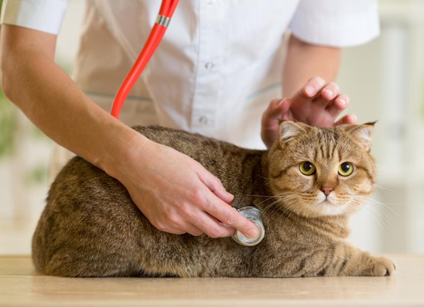 Enlarged Spleen in Cats PetMD