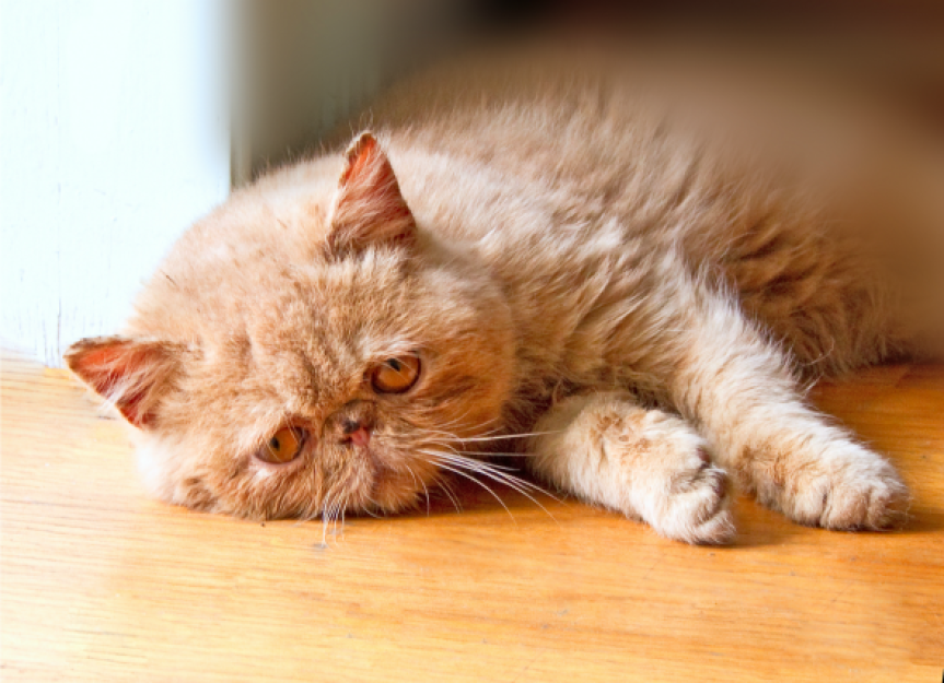 Ethanol Poisoning in Cats