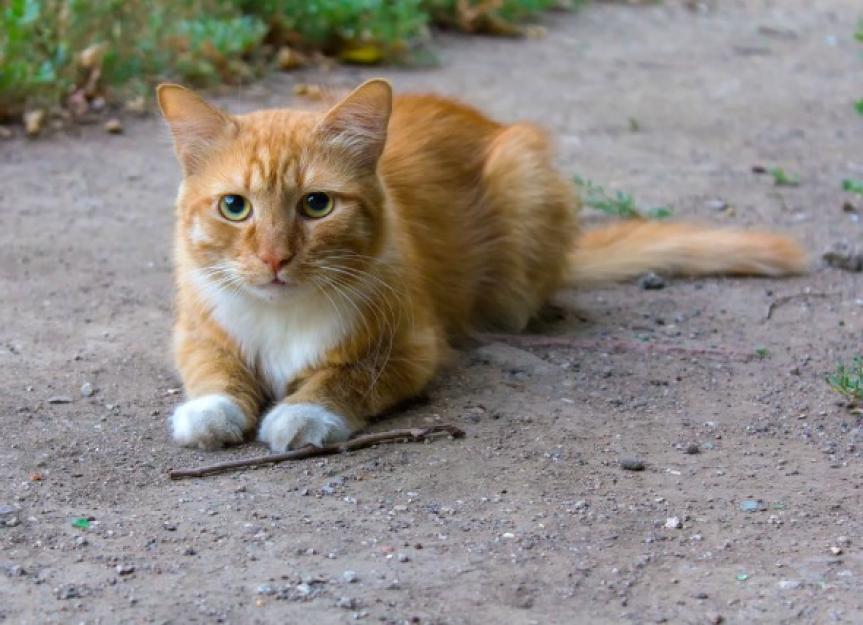 Excess Calcium in the Blood in Cats PetMD