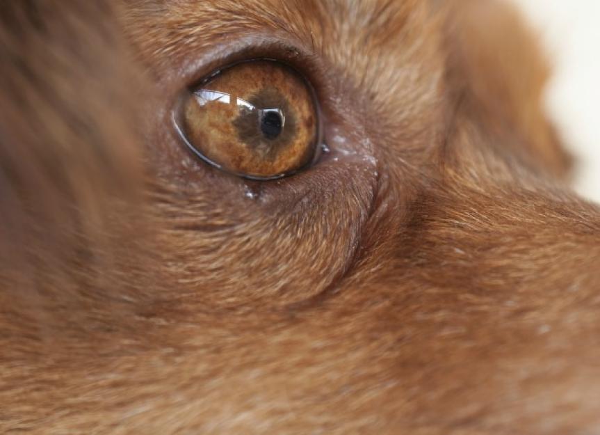 can infection in dogs cause swollen eyes