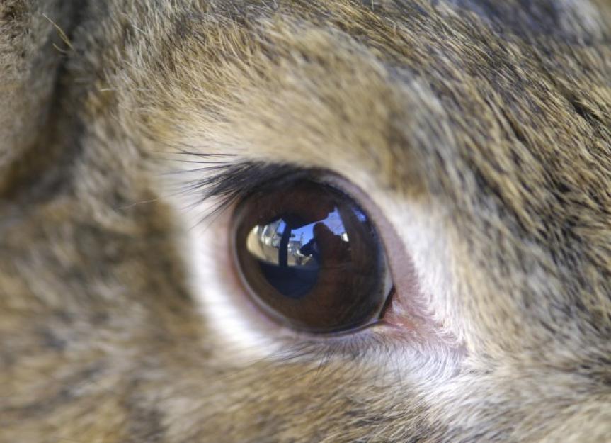 Rabbit Eye Infections And Care