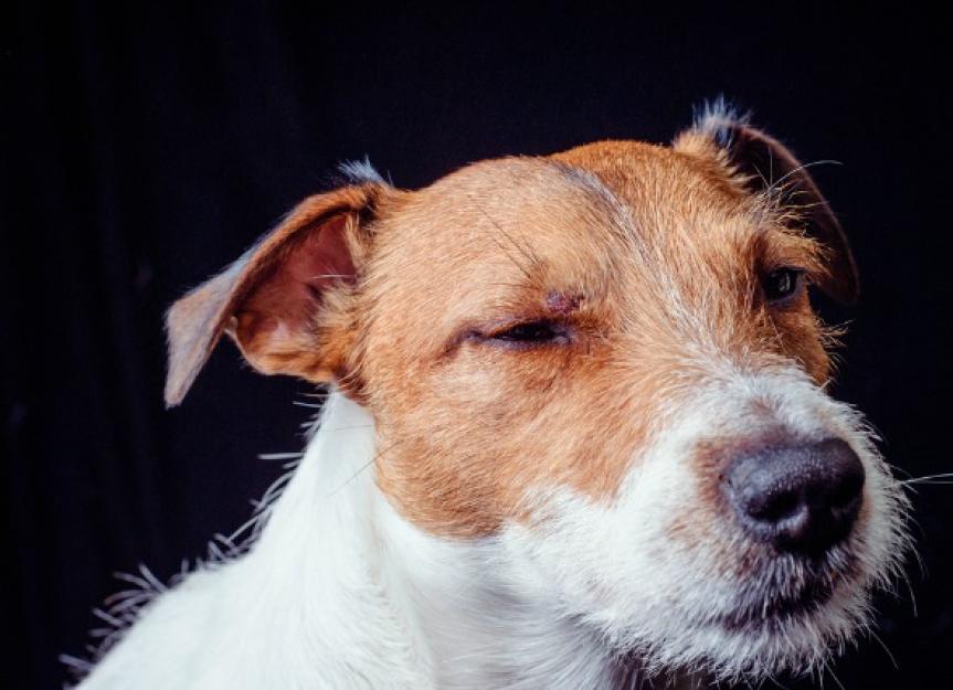 what causes redness around a dogs eyes