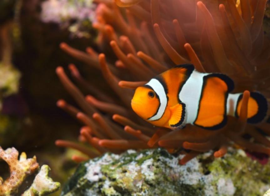 6 Facts About Clownfish
