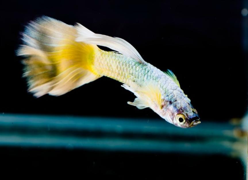 8 Facts About Guppies